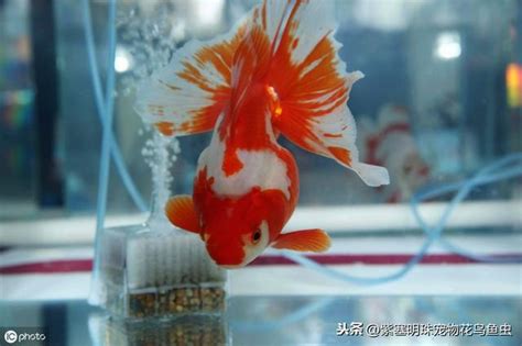 養什麼魚招財|家裡養魚有什麼講究？養幾條魚招財？怎麼養不會死？。